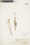 Camarea ericoides A. St.-Hil., BRAZIL, M. F. Gardner 3064, F