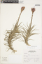 Tillandsia tectorum E. Morren, Peru, S. Leiva G. 1141, F