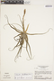 Tillandsia streptocarpa Baker, BRAZIL, H. S. Irwin 28528, F