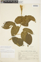 Amphilophium dolichoides (Cham.) L. G. Lohmann, BRAZIL, R. Reitz, F