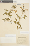 Amphilophium cynanchoides (DC.) L. G. Lohmann, ARGENTINA, T. Meyer 10.048, F