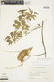 Amphilophium cynanchoides (DC.) L. G. Lohmann, ARGENTINA, J. Irigoyen 353, F