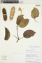 Amphilophium elongatum (Vahl) L. G. Lohmann, BOLIVIA, T. J. Killeen 5573, F