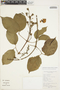 Amphilophium elongatum (Vahl) L. G. Lohmann, BRAZIL, P. M. Andrade 7264, F