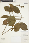 Amphilophium elongatum (Vahl) L. G. Lohmann, BRAZIL, 27691, F