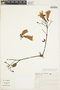 Amphilophium elongatum (Vahl) L. G. Lohmann, BRAZIL, J. W. Godoi 211, F