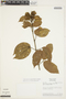 Amphilophium elongatum (Vahl) L. G. Lohmann, BRAZIL, J. H. Kirkbride, Jr. 2860, F