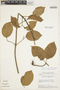 Amphilophium elongatum (Vahl) L. G. Lohmann, BRAZIL, H. S. Irwin 16821, F