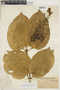 Amphilophium elongatum (Vahl) L. G. Lohmann, BRITISH GUIANA [Guyana], A. C. Persaud 241, F