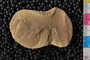 PE48245b_p