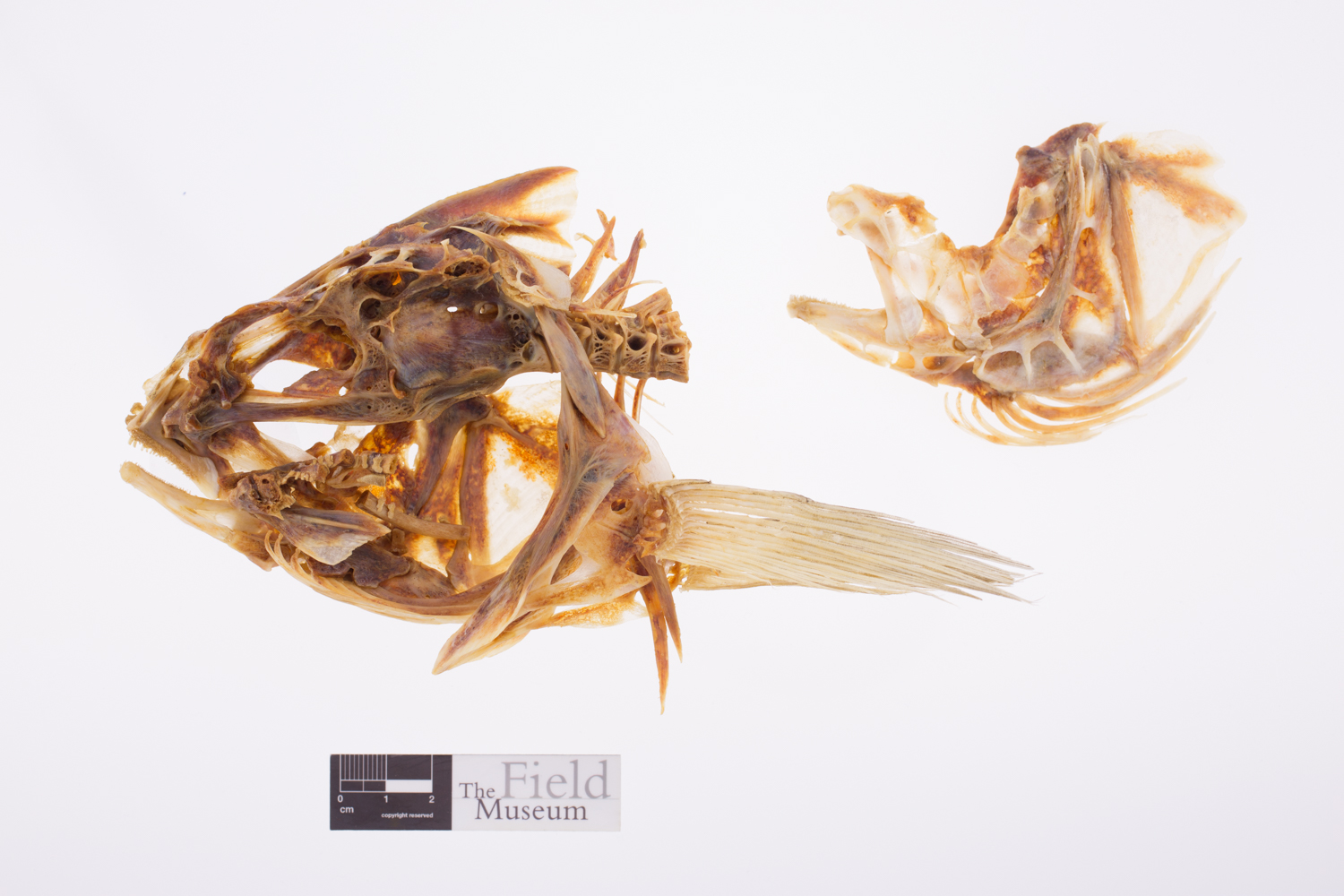 FMNH 118391 | Zoological Collections