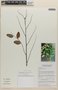 Phyllanthus poilanei Beille, Vietnam, D. D. Soejarto 14886, F