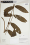 Herbarium Sheet C0675402F