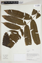 Herbarium Sheet C0675403F