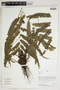 Herbarium Sheet C0675404F