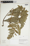 Herbarium Sheet C0675411F