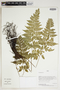 Herbarium Sheet C0675412F