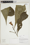 Herbarium Sheet V0387453F