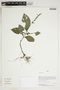 Herbarium Sheet V0387454F