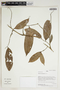 Herbarium Sheet V0387463F