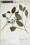 Herbarium Sheet V0387482F