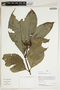 Herbarium Sheet V0387484F