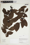 Herbarium Sheet V0387500F