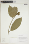 Herbarium Sheet V0387510F