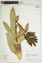 Herbarium Sheet V0387512F