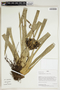Herbarium Sheet V0387520F