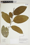 Herbarium Sheet V0414449F