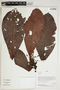 Herbarium Sheet V0414461F