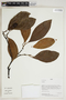 Herbarium Sheet V0414463F