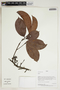 Herbarium Sheet V0414475F