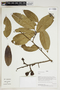 Herbarium Sheet V0414478F