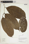 Herbarium Sheet V0414542F