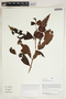 Herbarium Sheet V0414551F