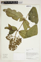 Herbarium Sheet V0414601F