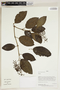 Herbarium Sheet V0414620F