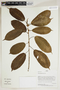 Herbarium Sheet V0414656F
