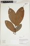 Herbarium Sheet V0414661F