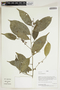 Herbarium Sheet V0414663F