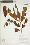 Herbarium Sheet V0414674F