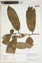 Herbarium Sheet V0414678F