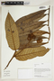 Herbarium Sheet V0414679F