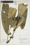 Herbarium Sheet V0414685F