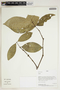 Herbarium Sheet V0414690F