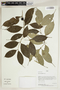 Herbarium Sheet V0414693F