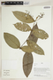 Herbarium Sheet V0414697F