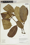 Herbarium Sheet V0414701F